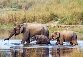 Chitwan National Park