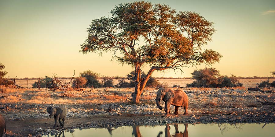 Etosha National Park